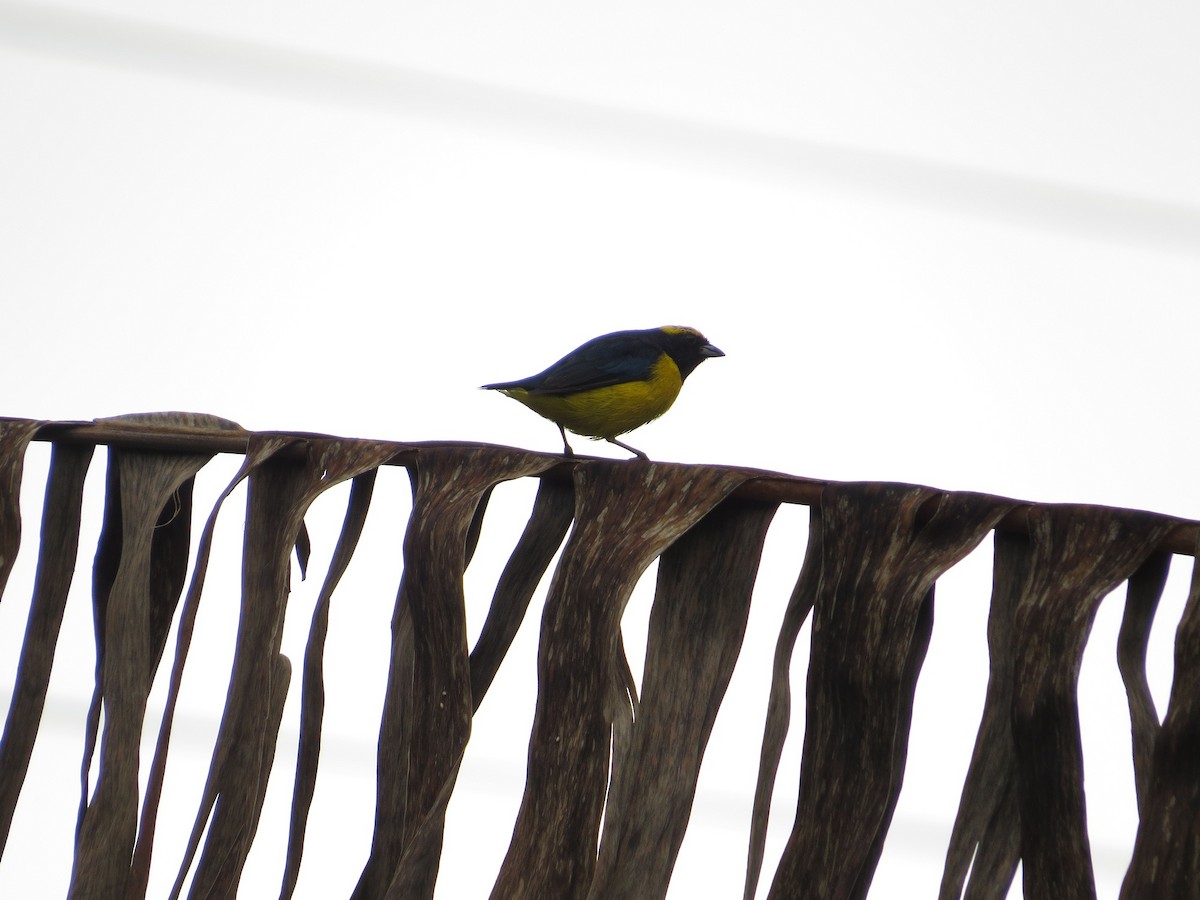 Yellow-crowned Euphonia - ML36308071