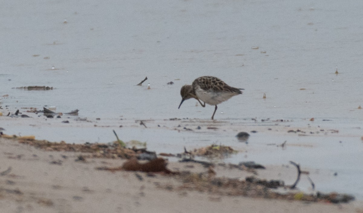 Least Sandpiper - ML363081341