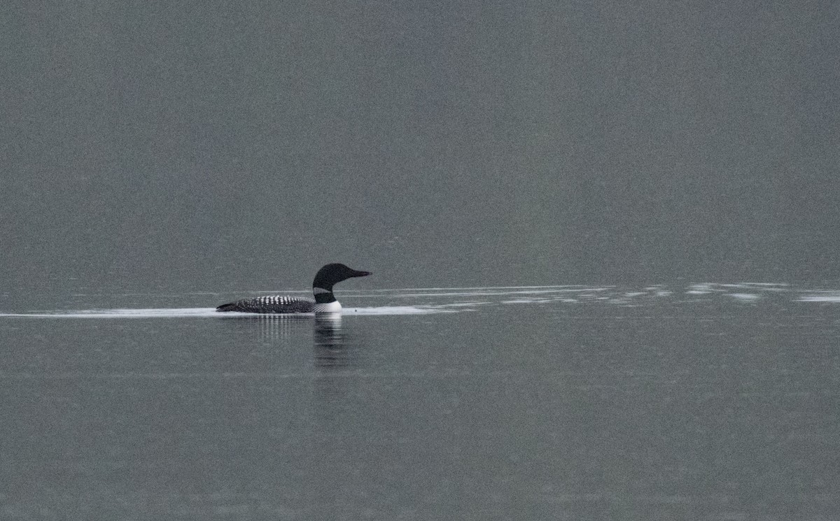 Common Loon - ML363081971