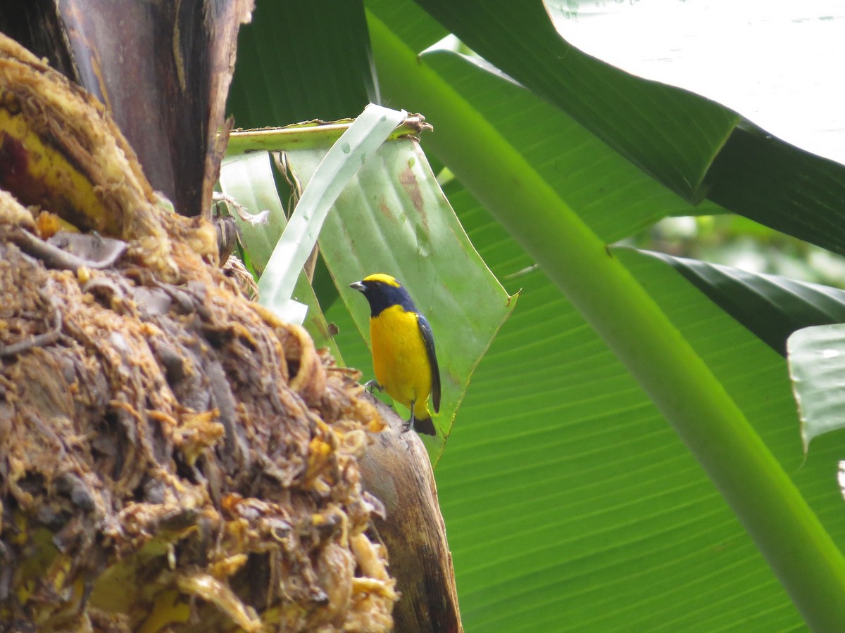 Yellow-crowned Euphonia - Róger Rodríguez Bravo