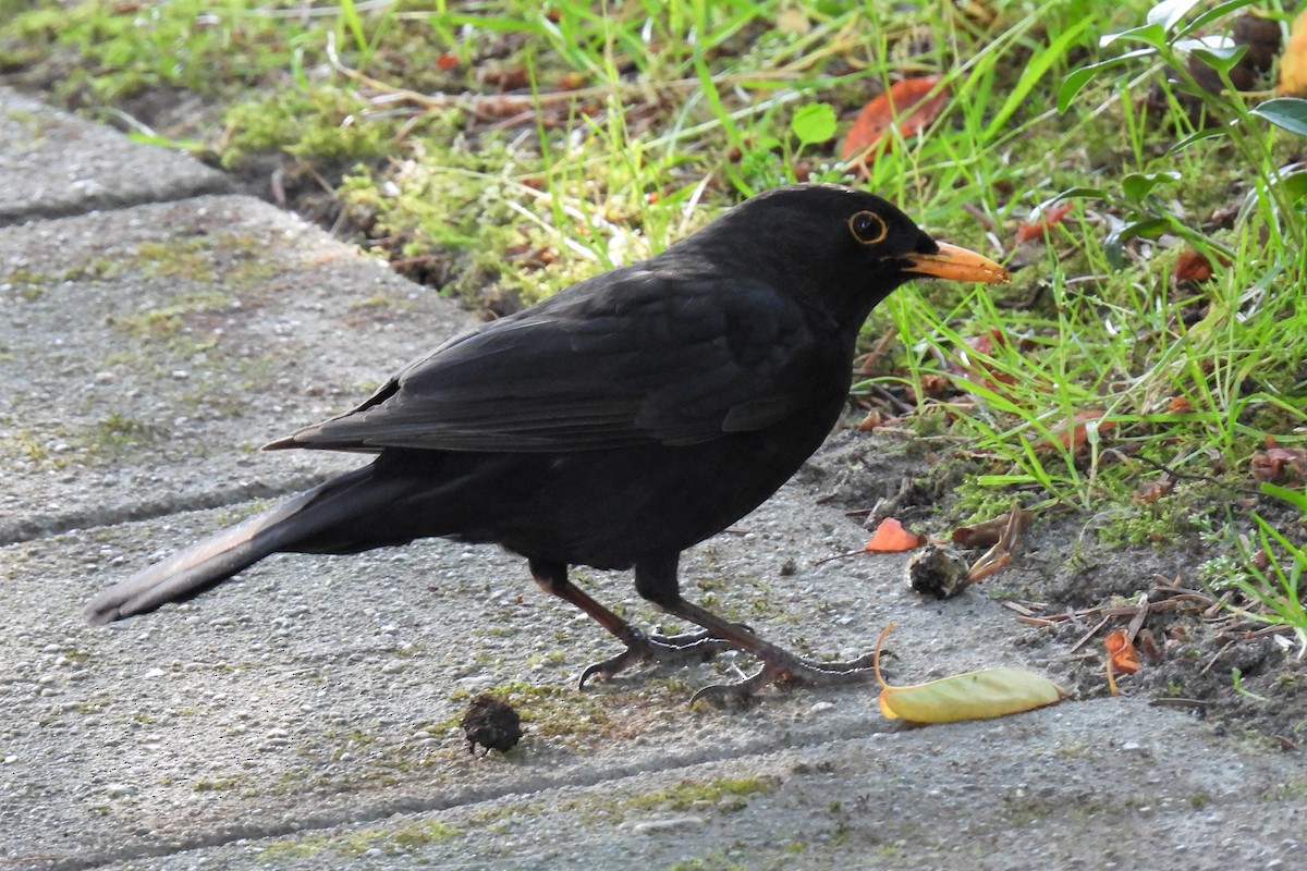 Eurasian Blackbird - ML363082141