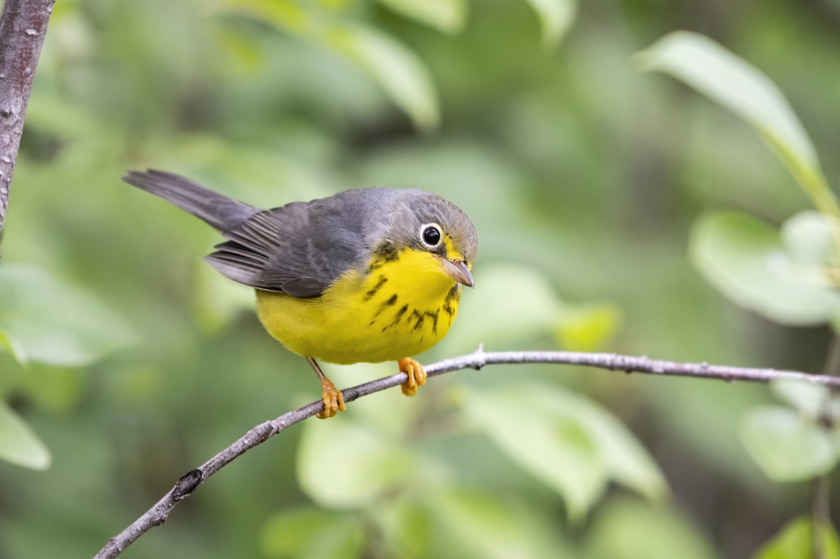 Canada Warbler - Annie McLeod