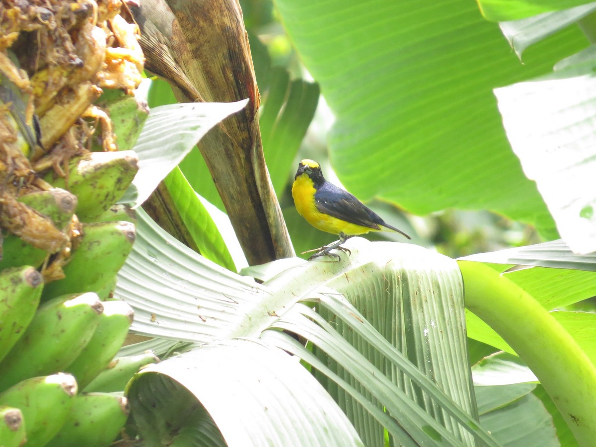 Yellow-throated Euphonia - ML36308231