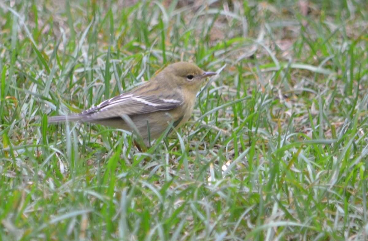 Blackpoll Warbler - ML36308241