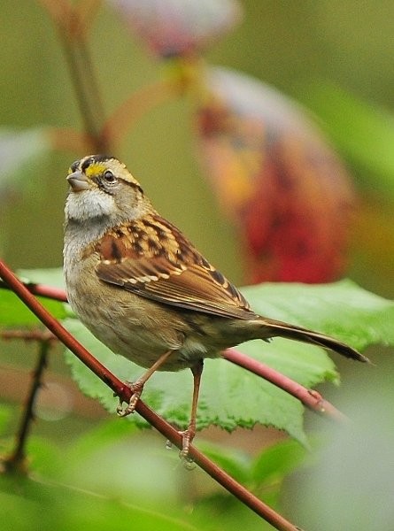 White-throated Sparrow - ML36308251
