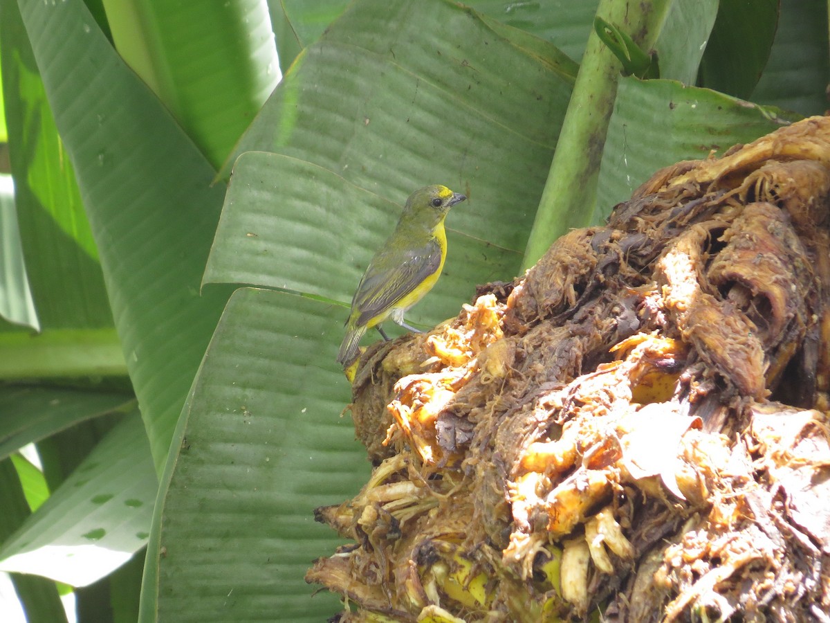 Yellow-throated Euphonia - ML36308281