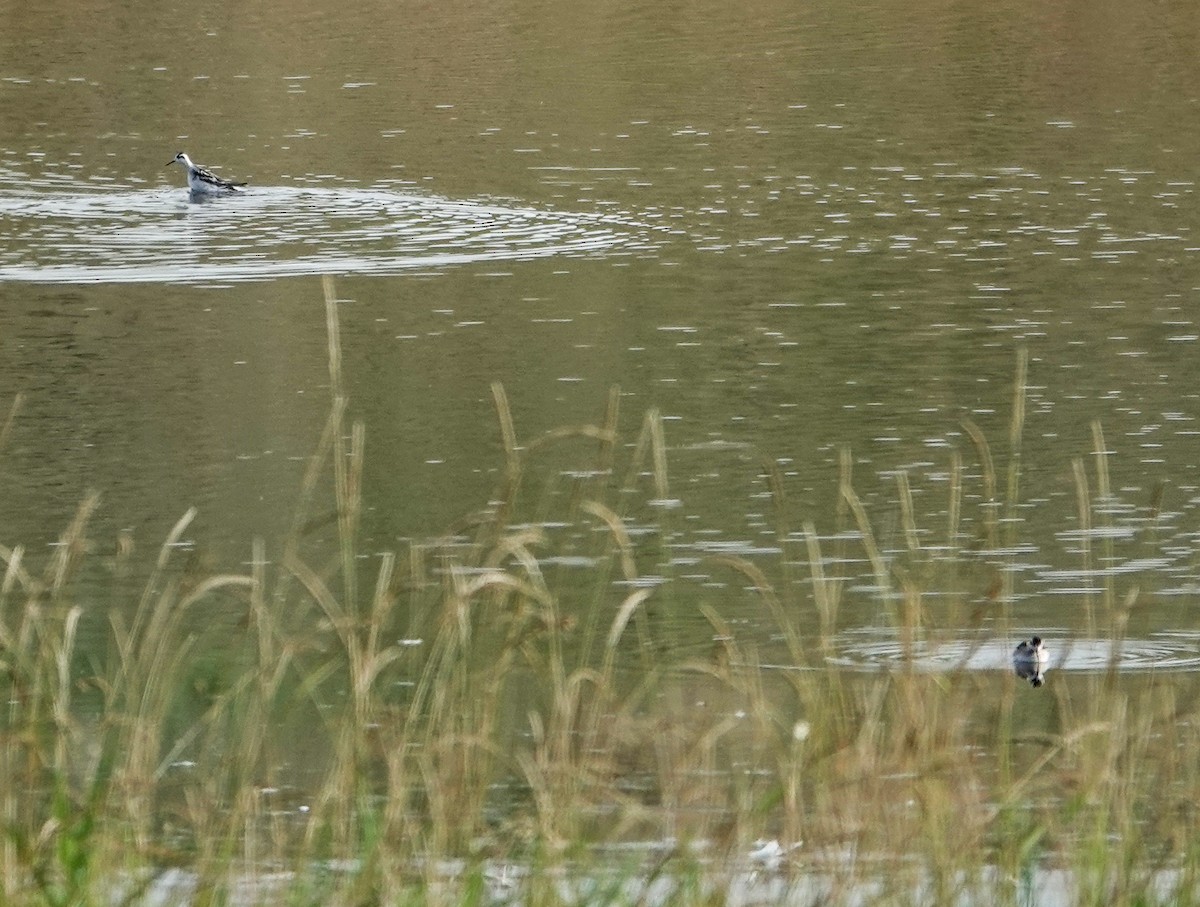 Red-necked Phalarope - MC Wiggins