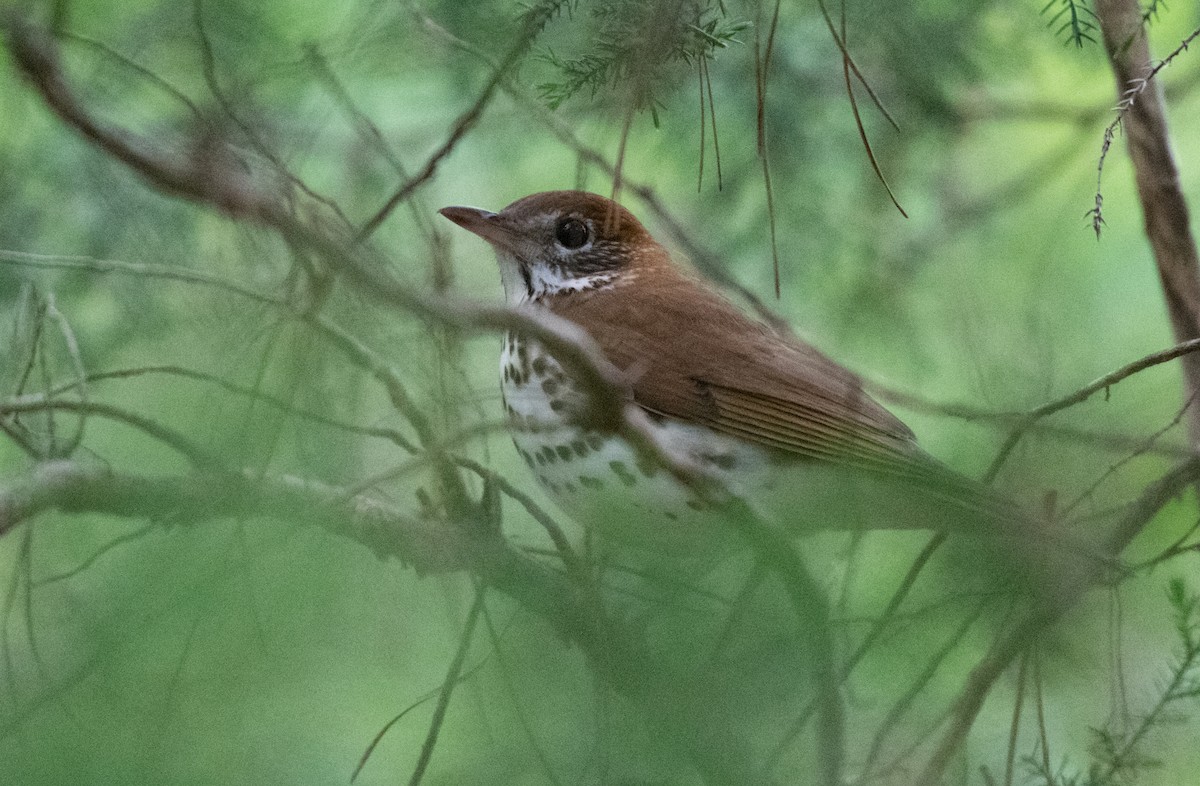 Wood Thrush - ML363083501