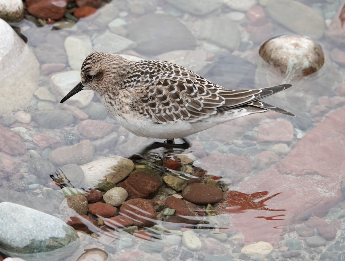 Baird's Sandpiper - MC Wiggins