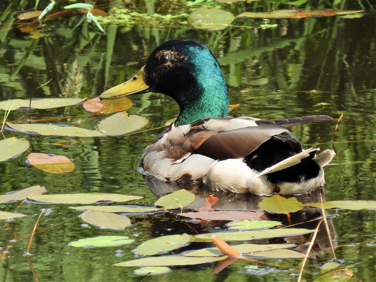 Mallard - Joren van Schie