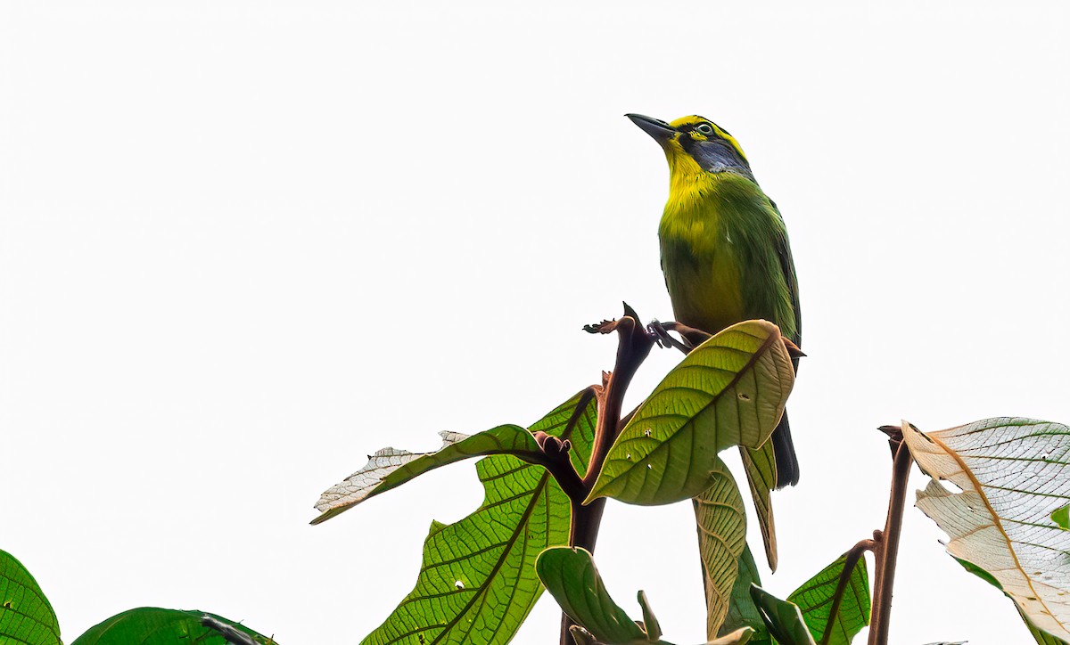Schieferkopfvireo - ML363085121