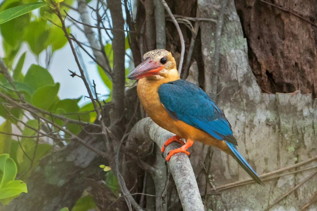 Stork-billed Kingfisher - ML363085151