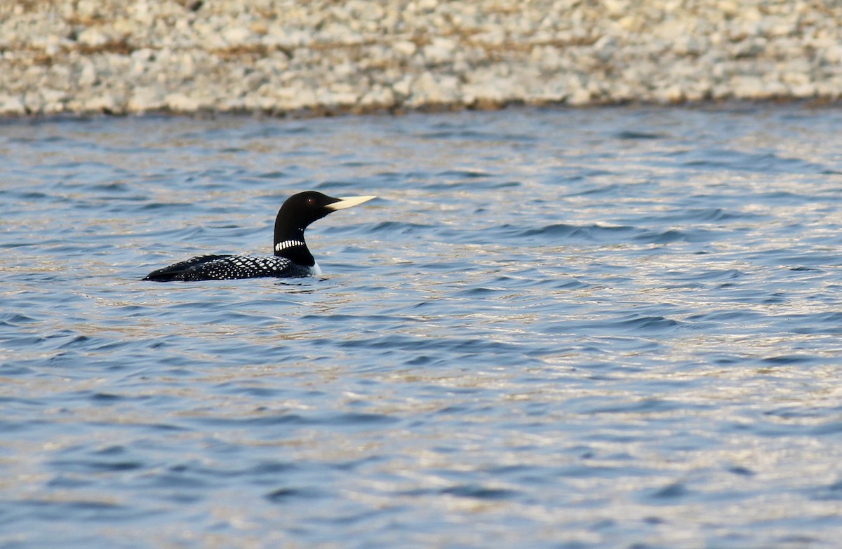 Yellow-billed Loon - ML363085271