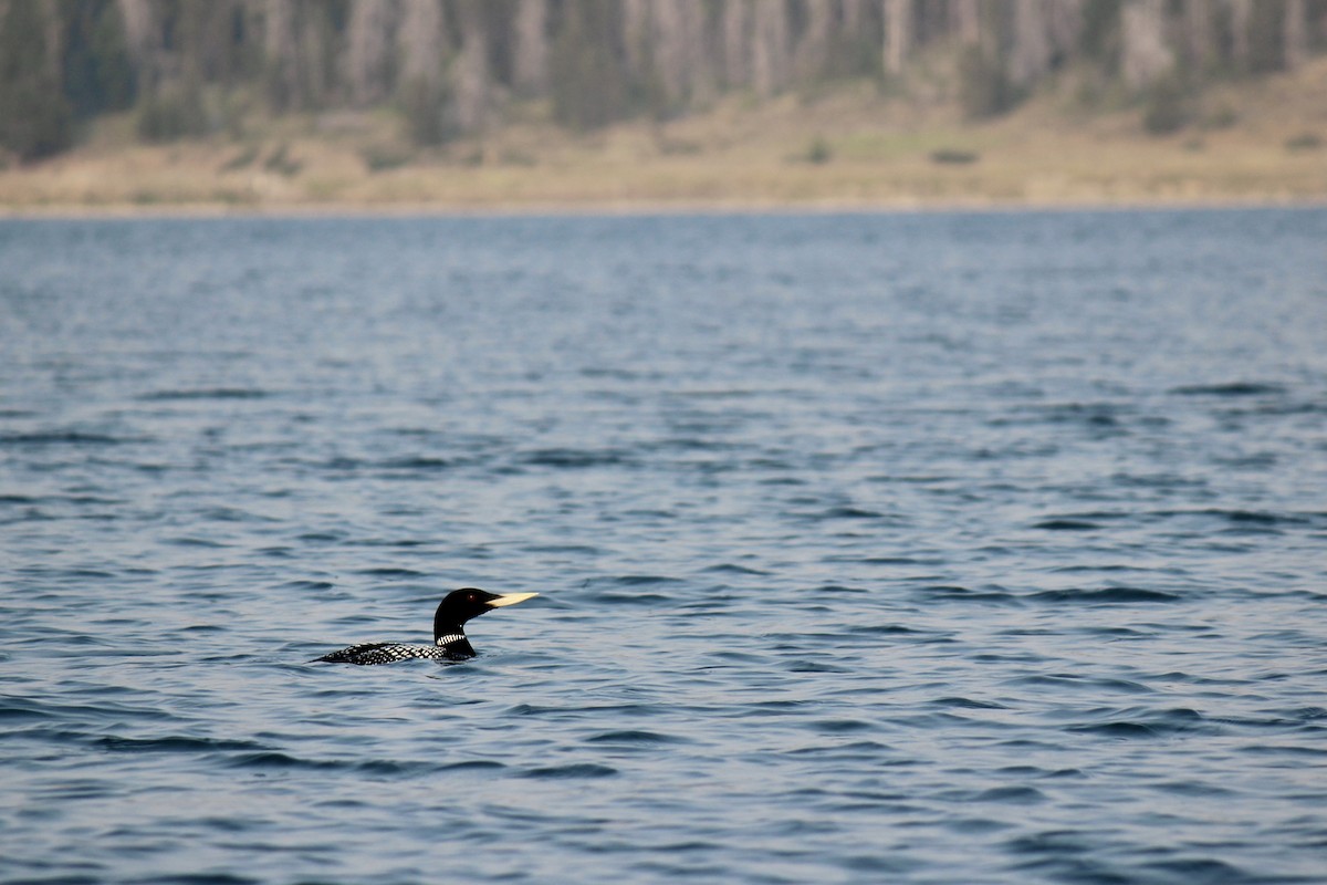 Yellow-billed Loon - ML363085301