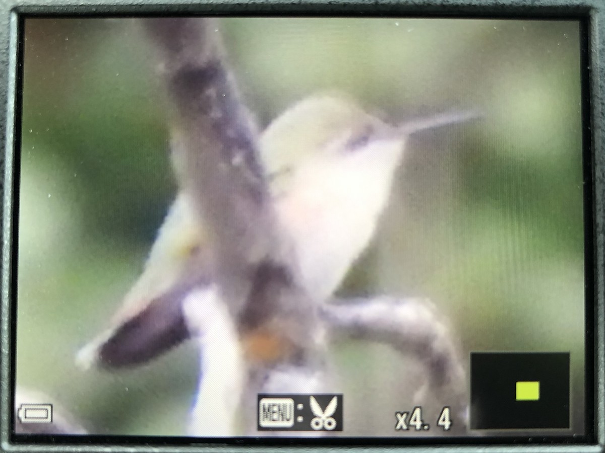 Calliope Hummingbird - ML363085341