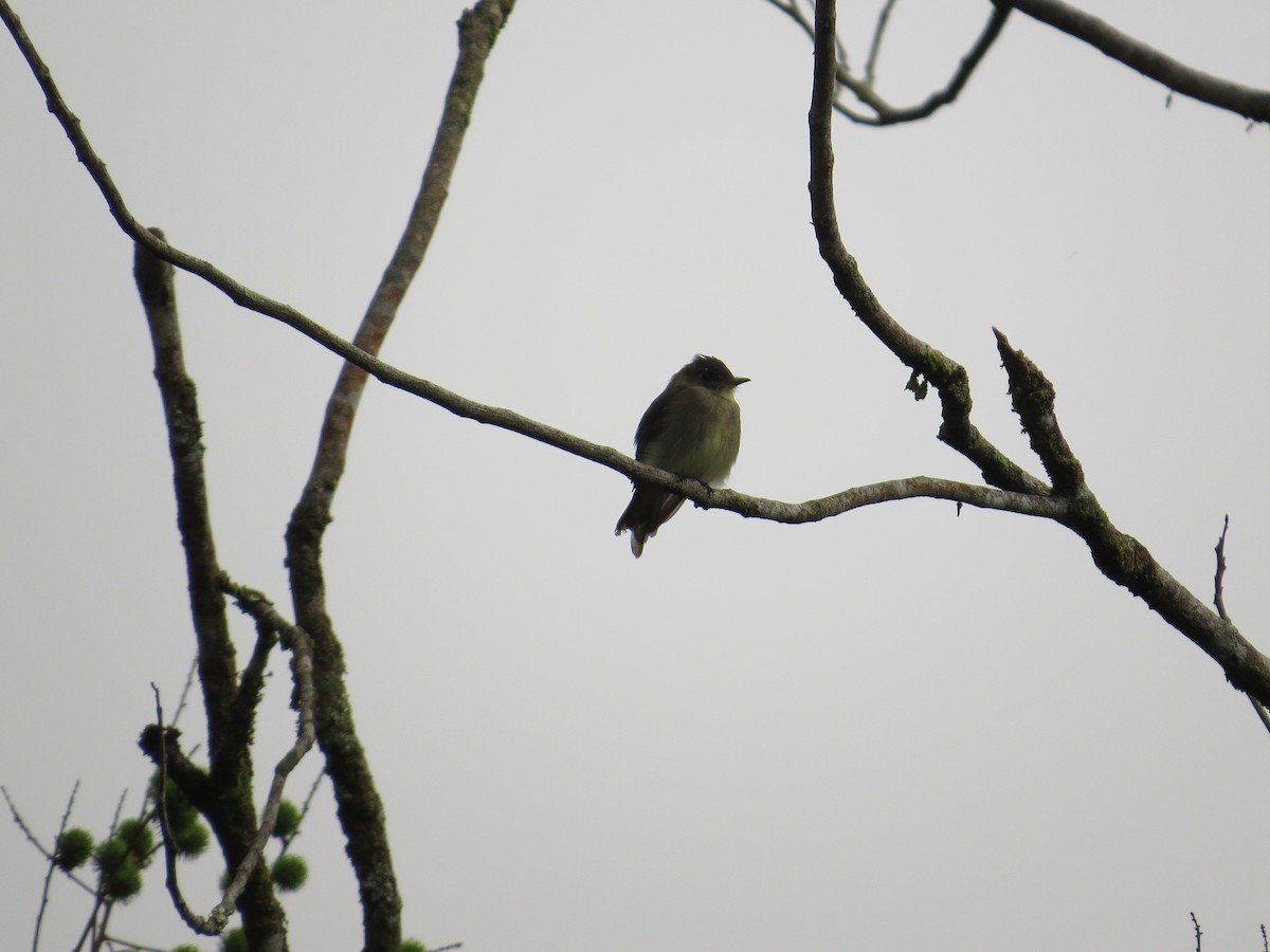 Northern Tropical Pewee - ML36308611