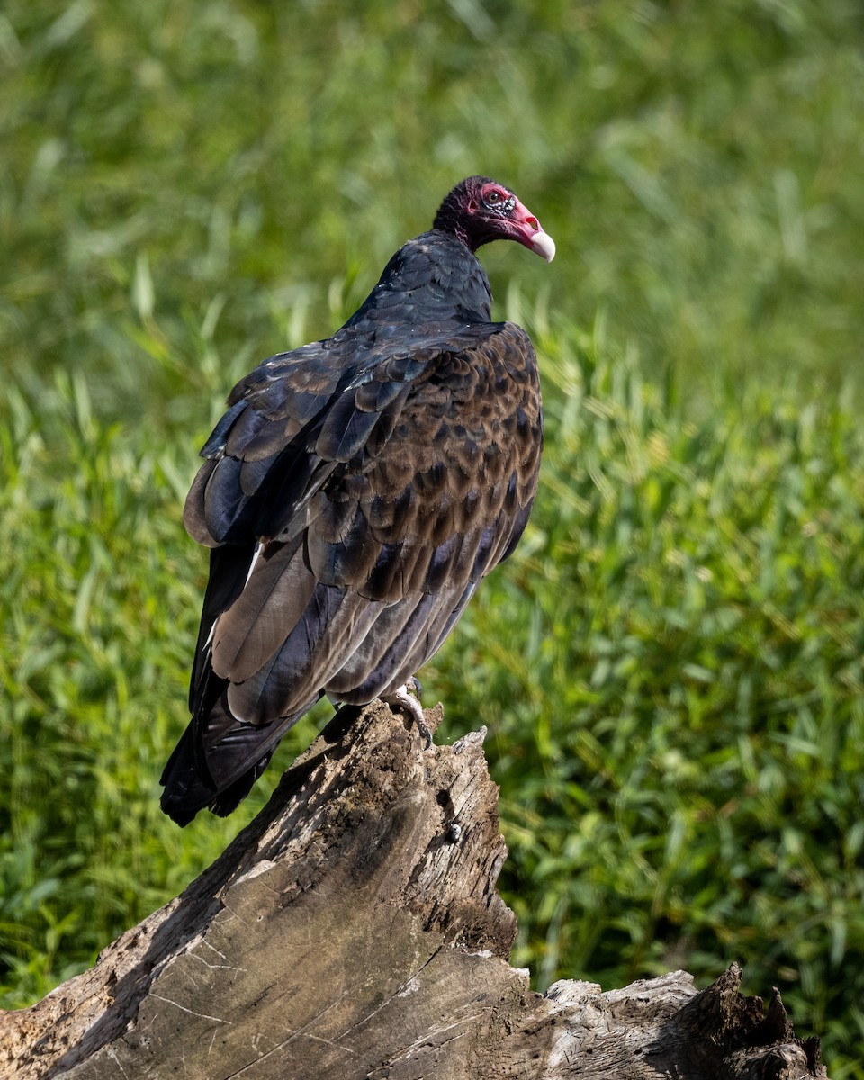 Turkey Vulture - ML363086121