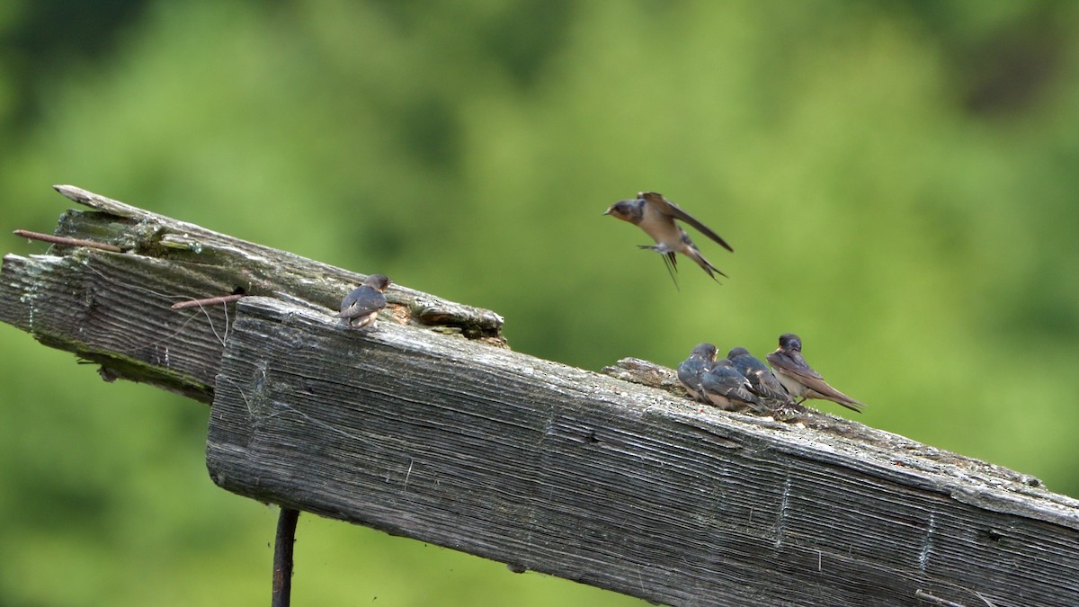 Barn Swallow - ML363087321