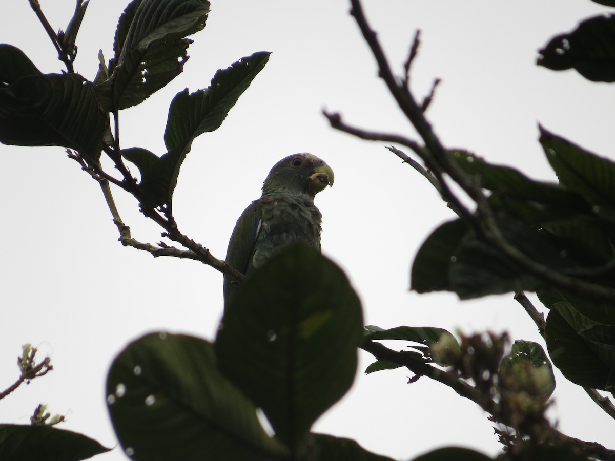 White-crowned Parrot - ML36308791