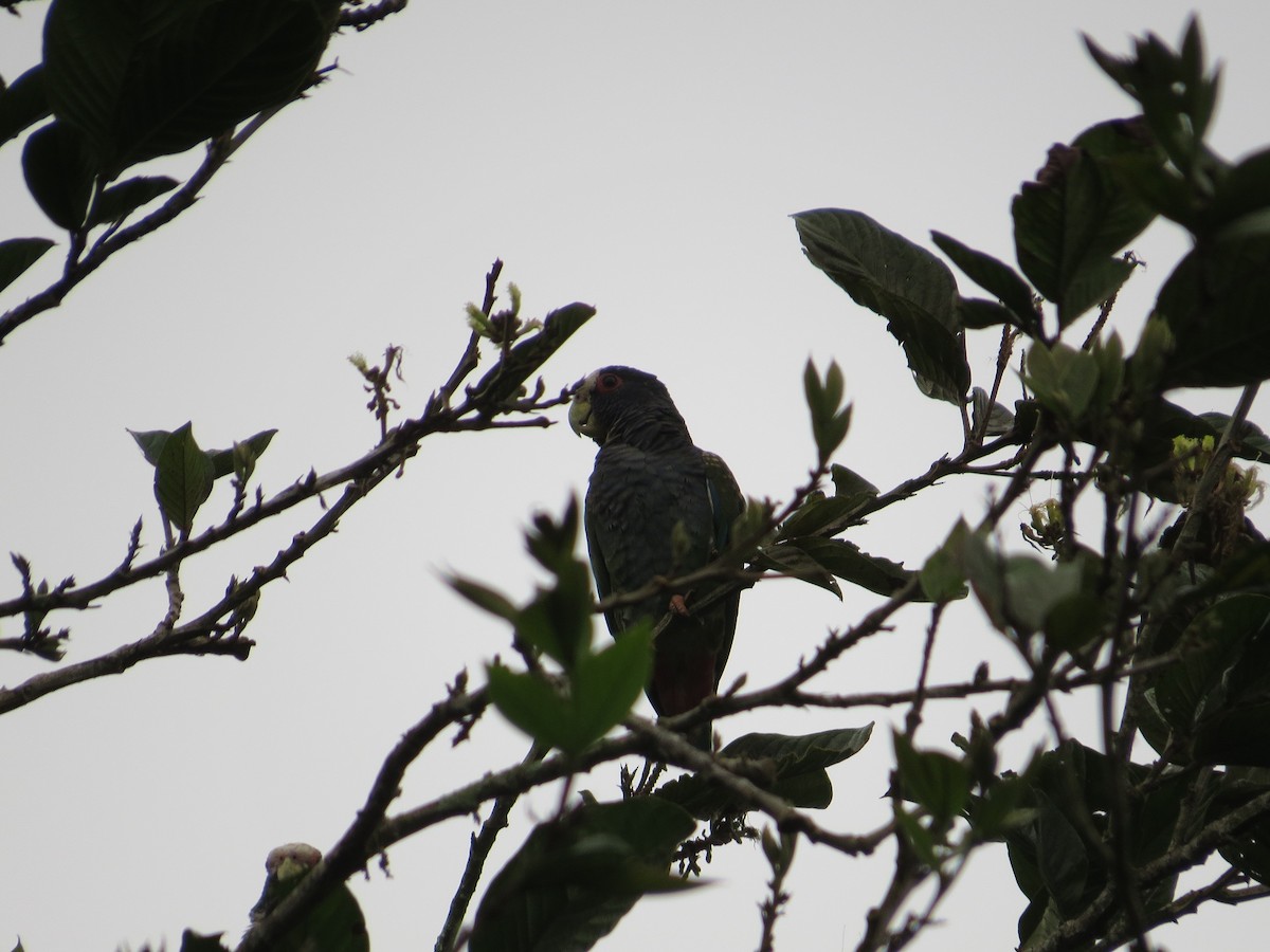 White-crowned Parrot - Róger Rodríguez Bravo