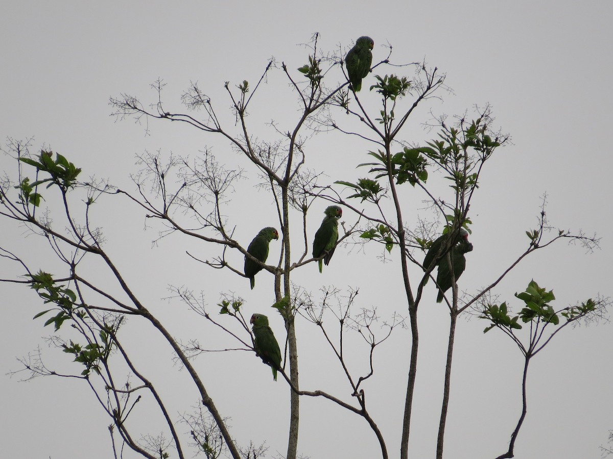 Red-lored Parrot - ML36308841