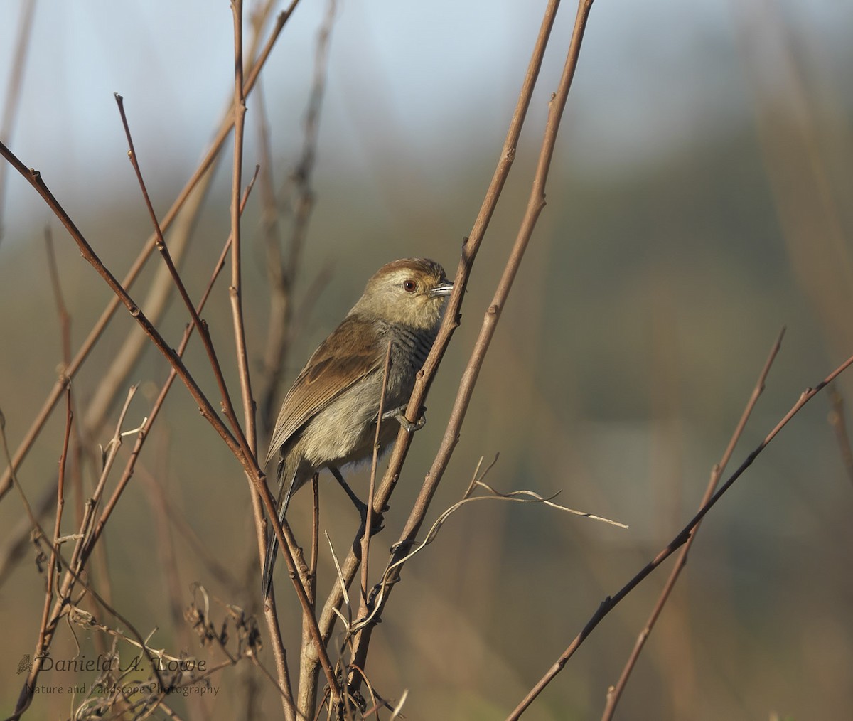 Rufous-capped Antshrike - ML363089781