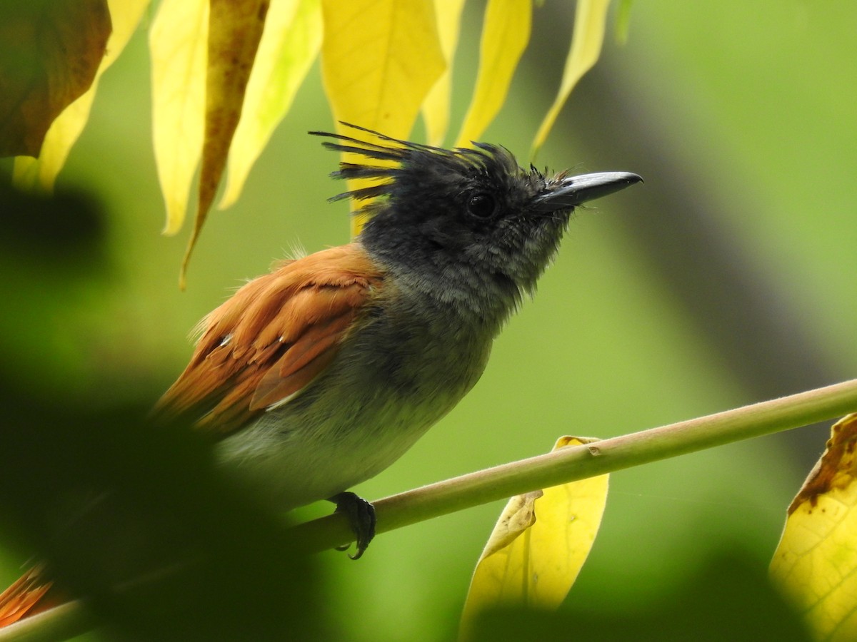 Indian Paradise-Flycatcher - ML363090401