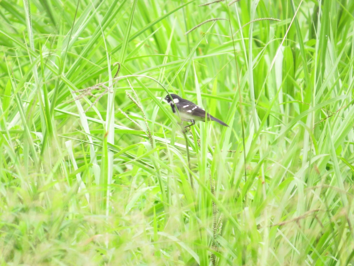 Morelet's Seedeater - Róger Rodríguez Bravo