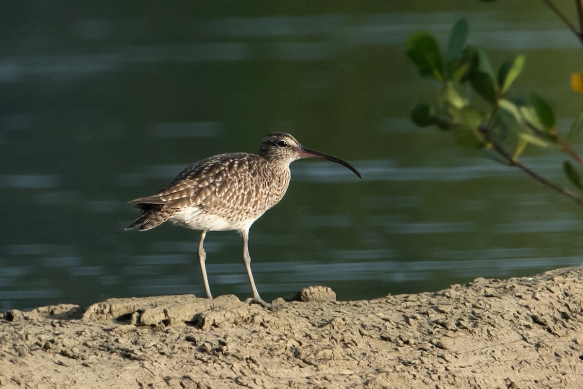 Regenbrachvogel - ML363091521