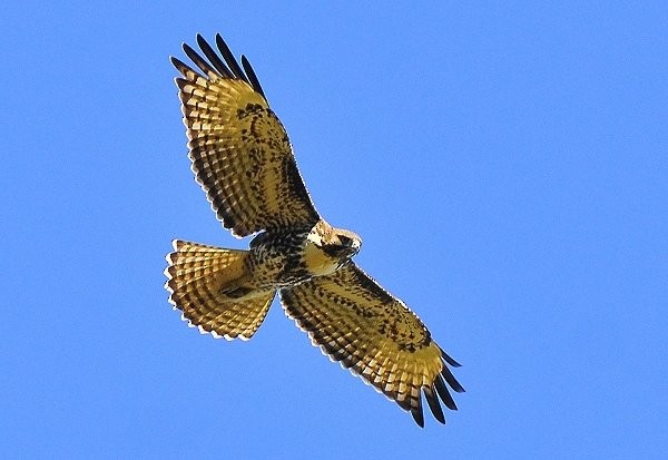 Red-tailed Hawk - ML36309201