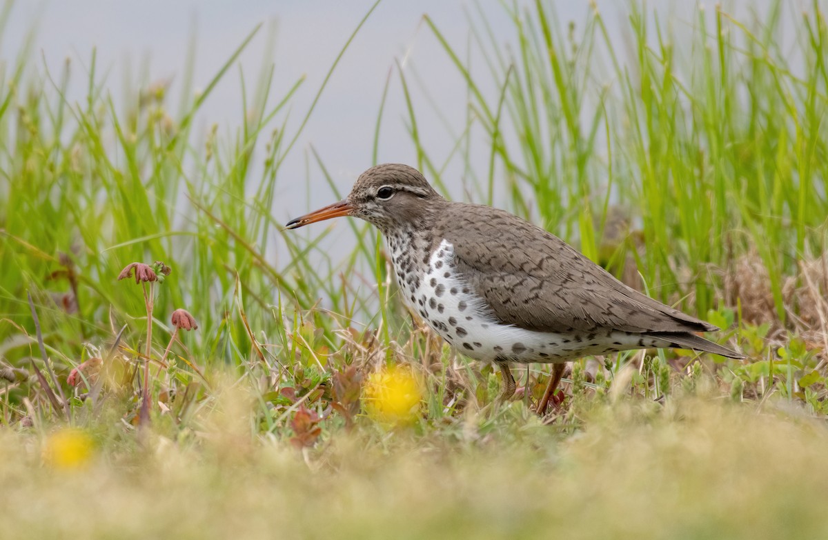 Spotted Sandpiper - ML363092181