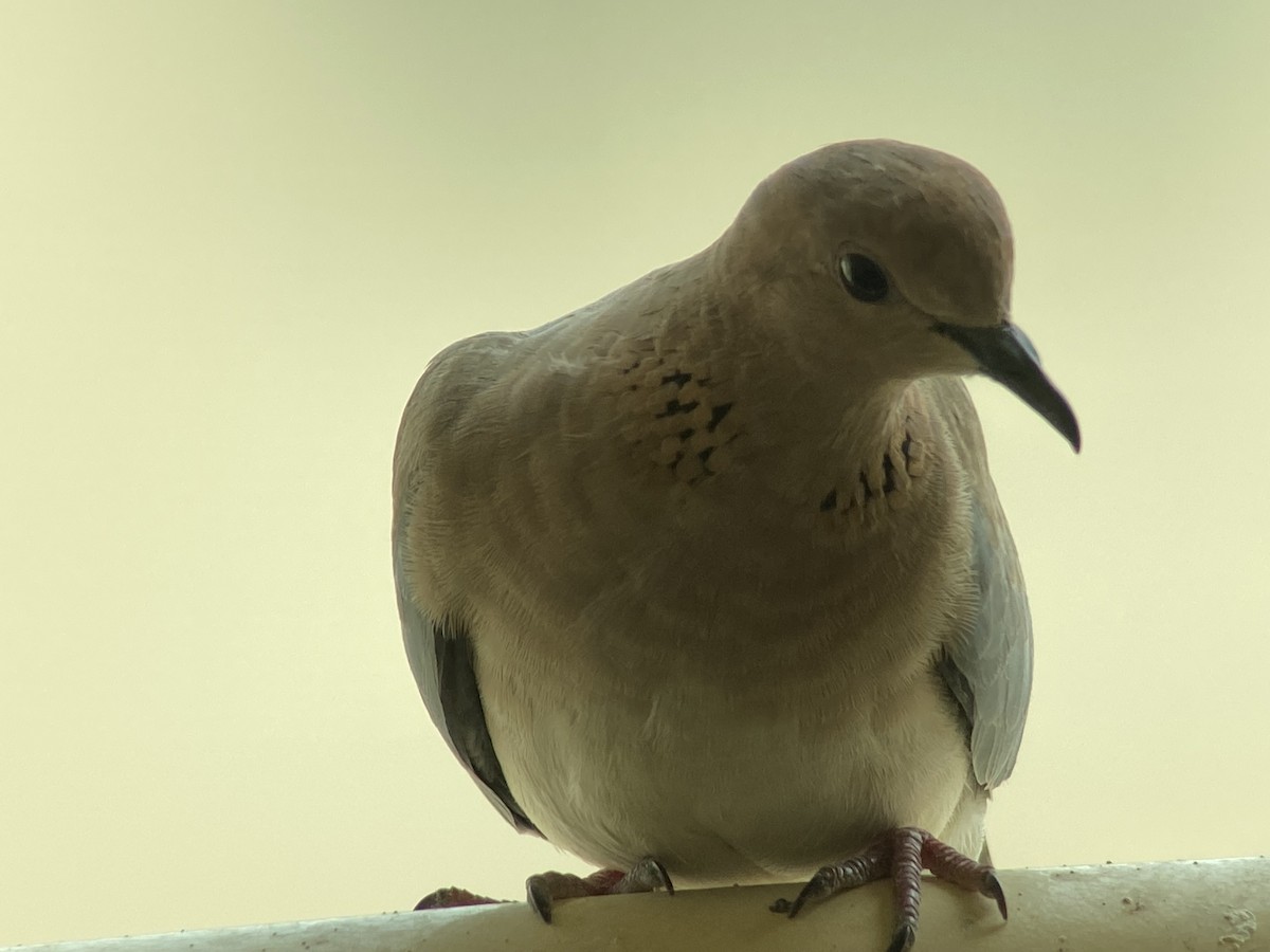 Laughing Dove - ML363092491