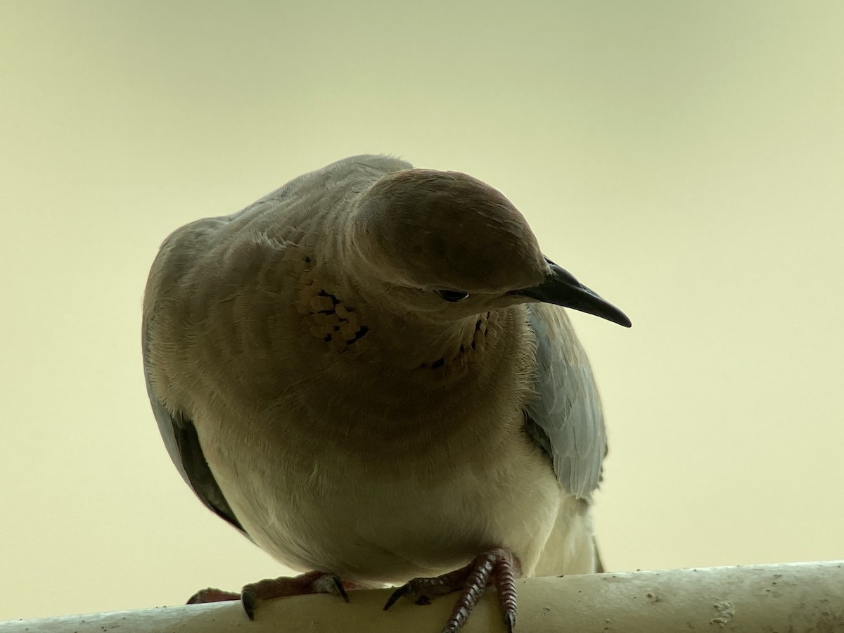 Laughing Dove - ML363092591