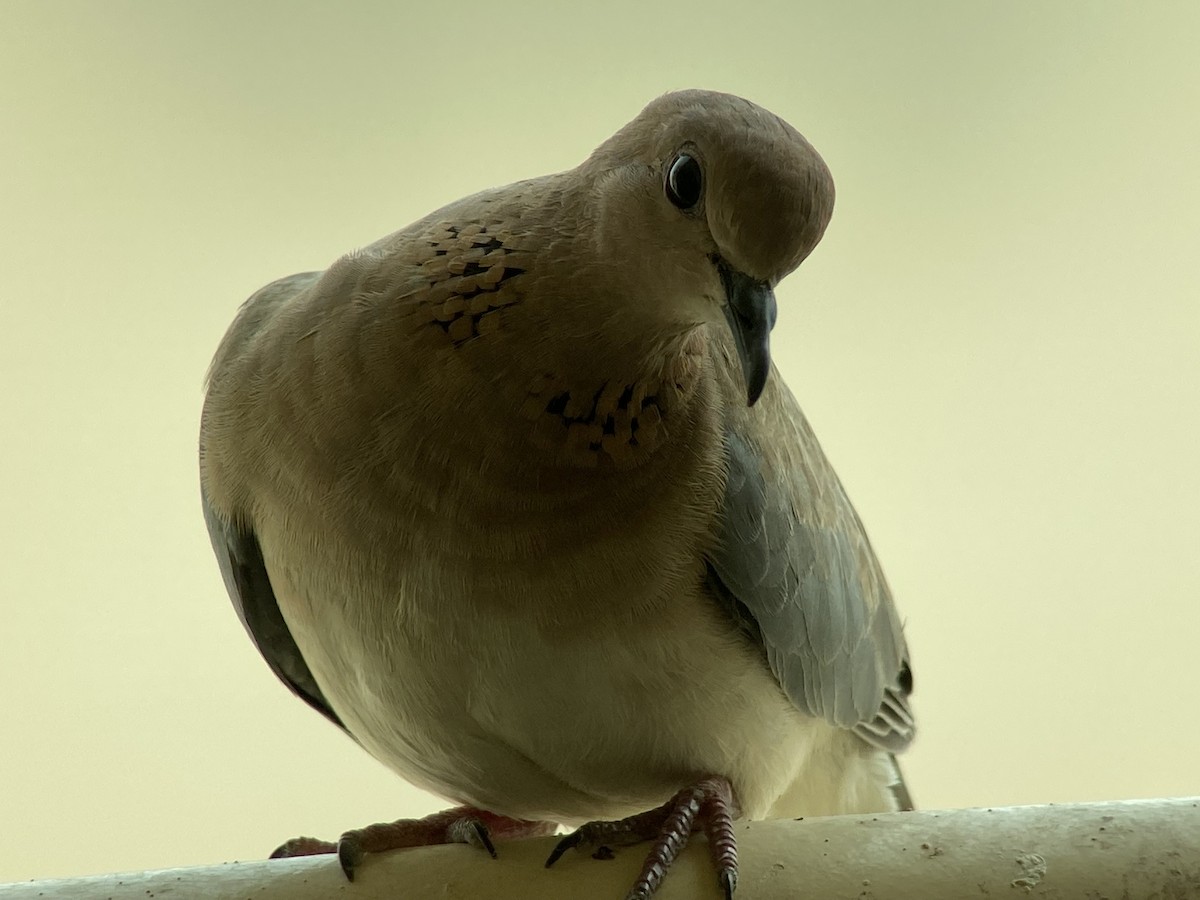 Laughing Dove - ML363092641