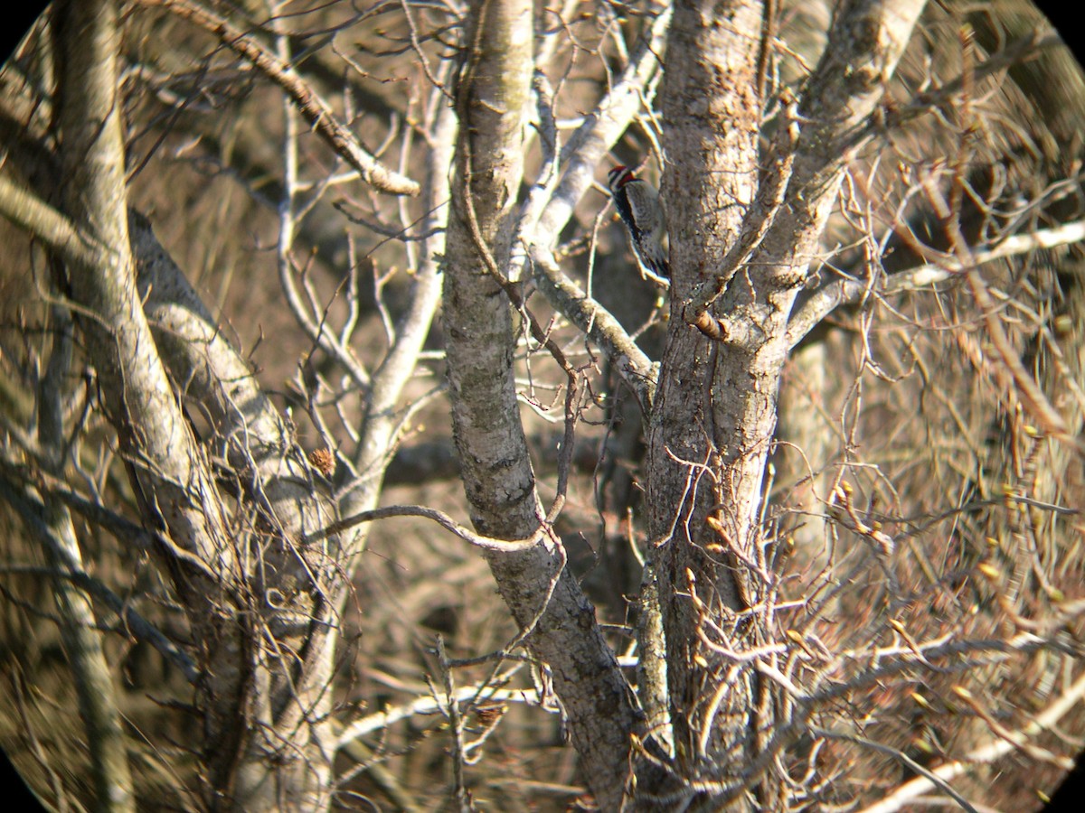 datel rudohrdlý - ML36309271