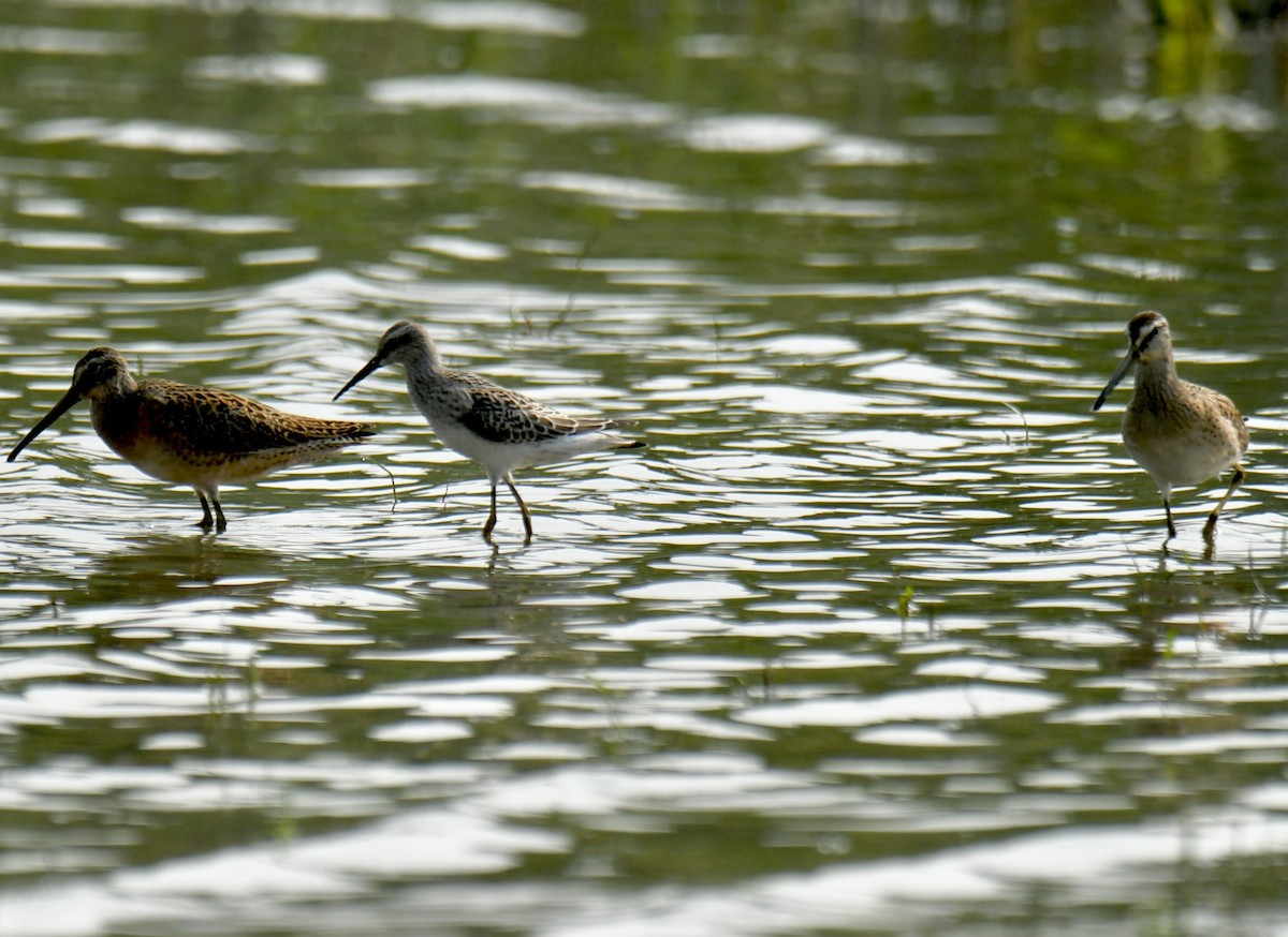 Stilt Sandpiper - ML363092961