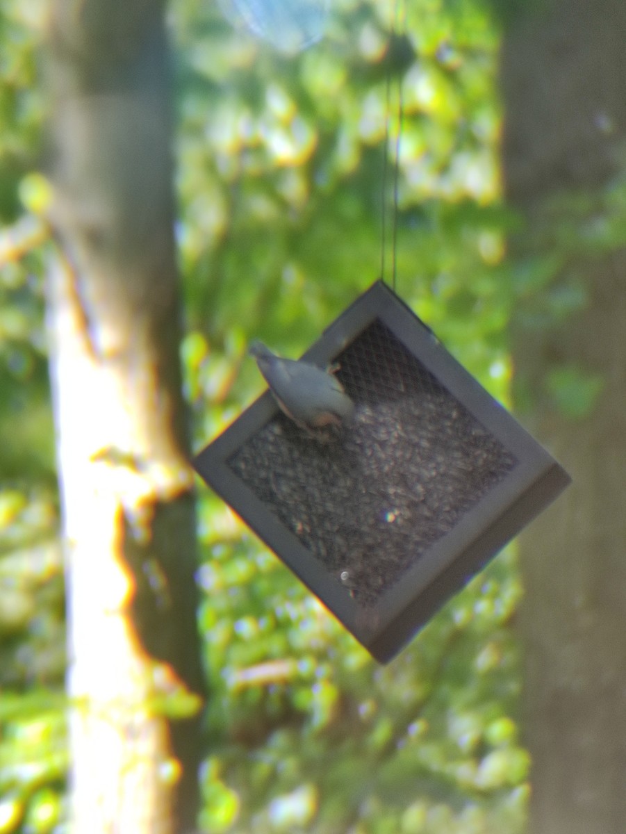 Eurasian Nuthatch - ML363093331