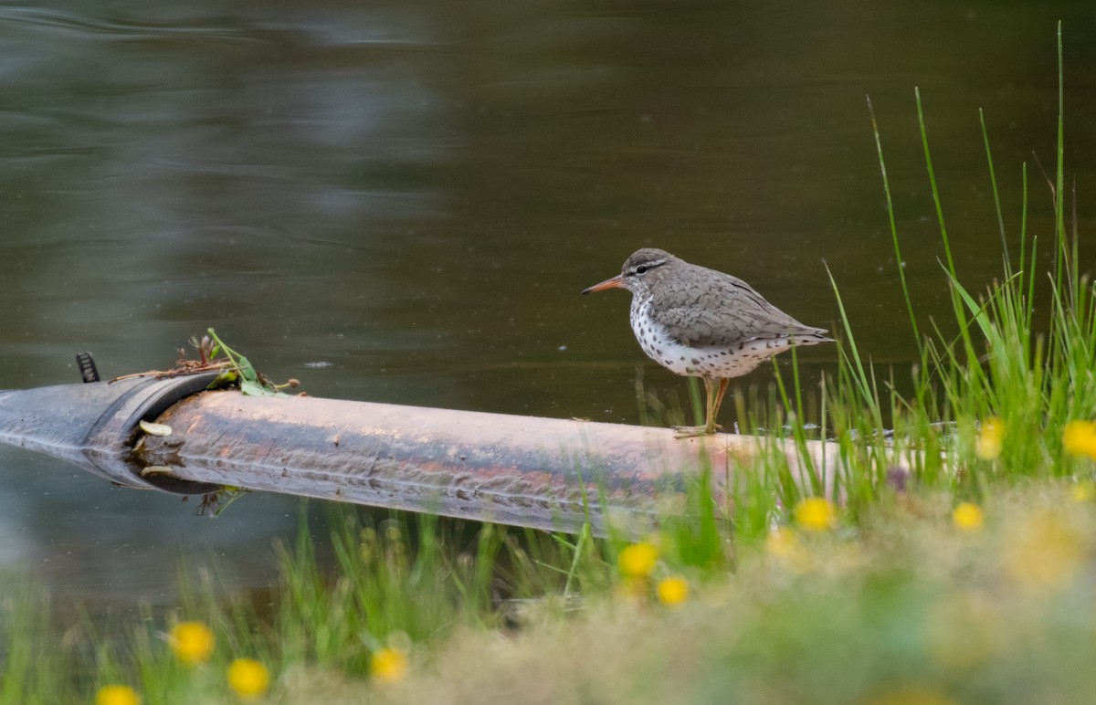Spotted Sandpiper - ML363093371