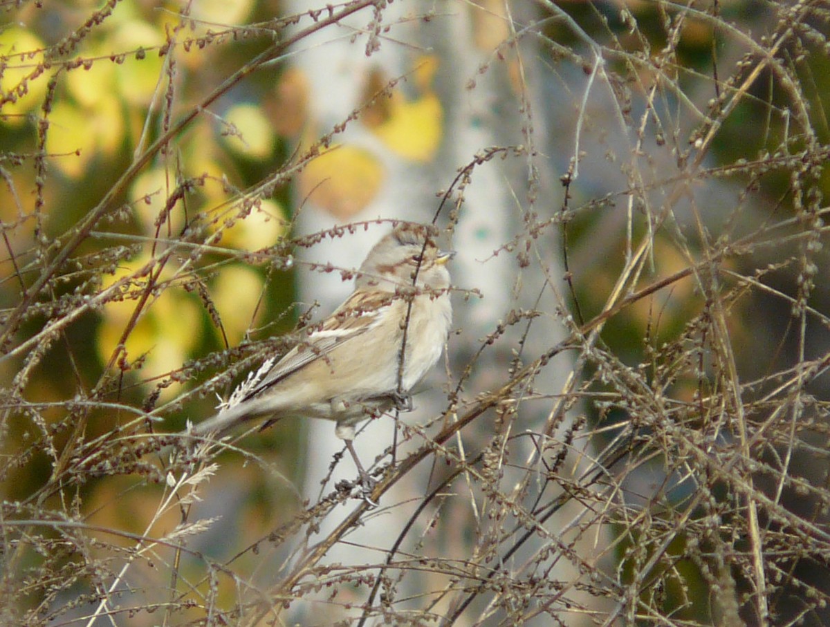 American Tree Sparrow - ML36309341