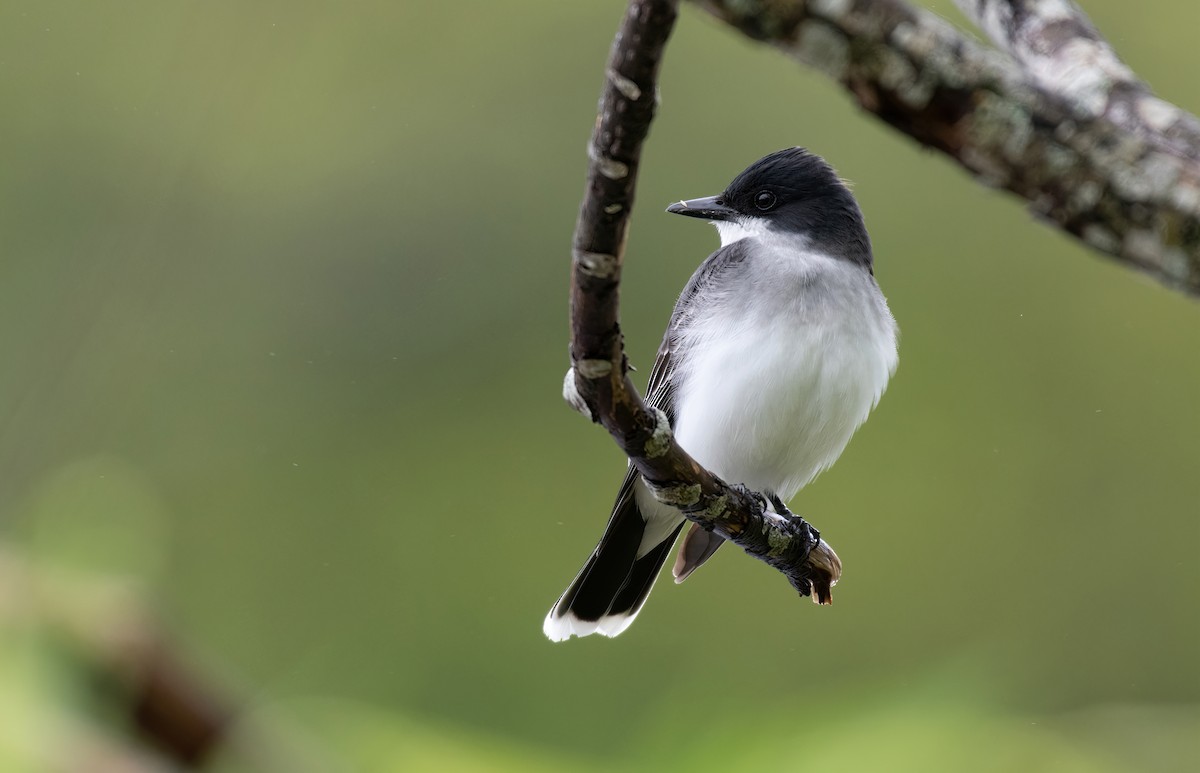 Eastern Kingbird - ML363094771
