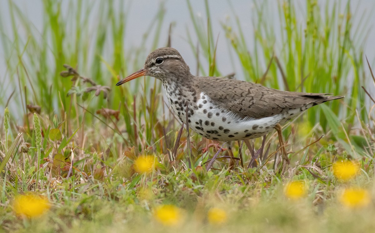 Spotted Sandpiper - ML363095431