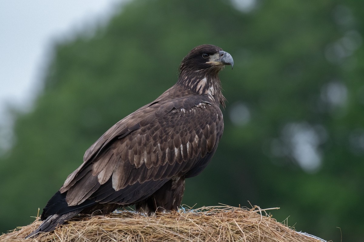 Bald Eagle - Shea Tiller