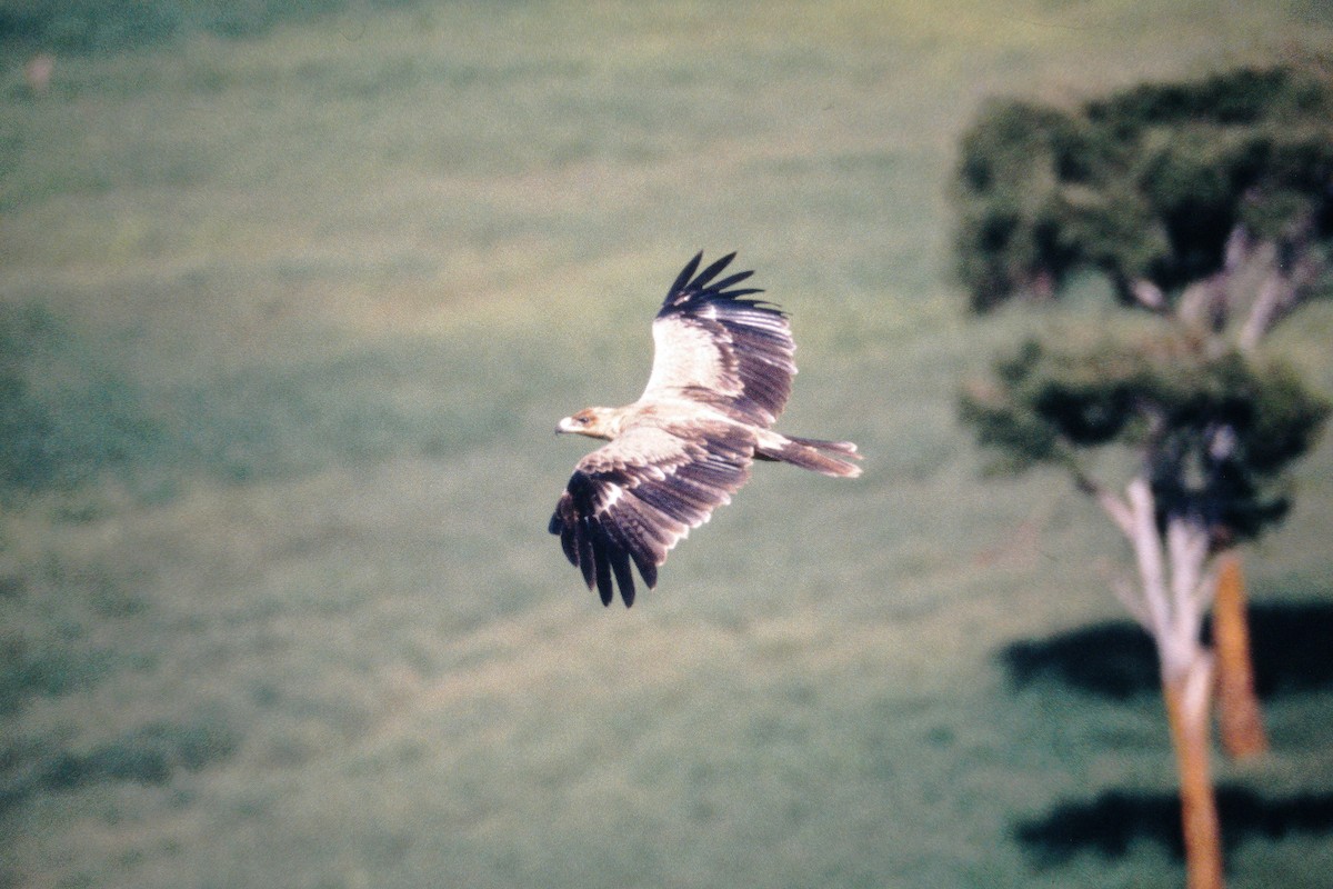 Steppe Eagle - Gerd Schön