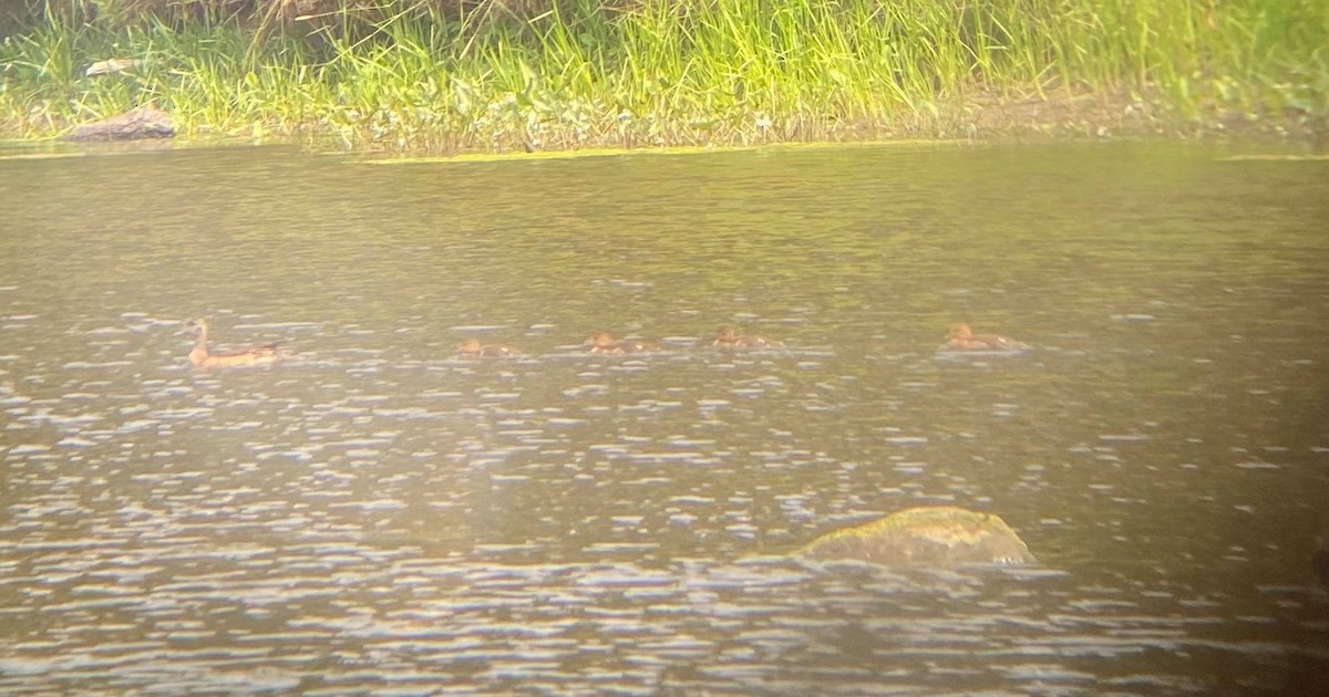 American Wigeon - ML363097591