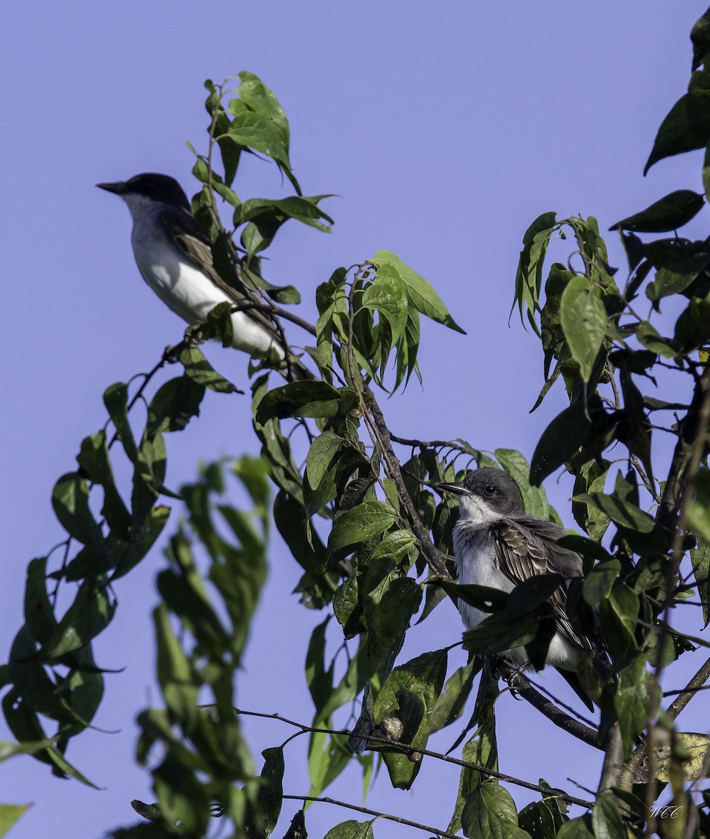 Eastern Kingbird - ML363099431