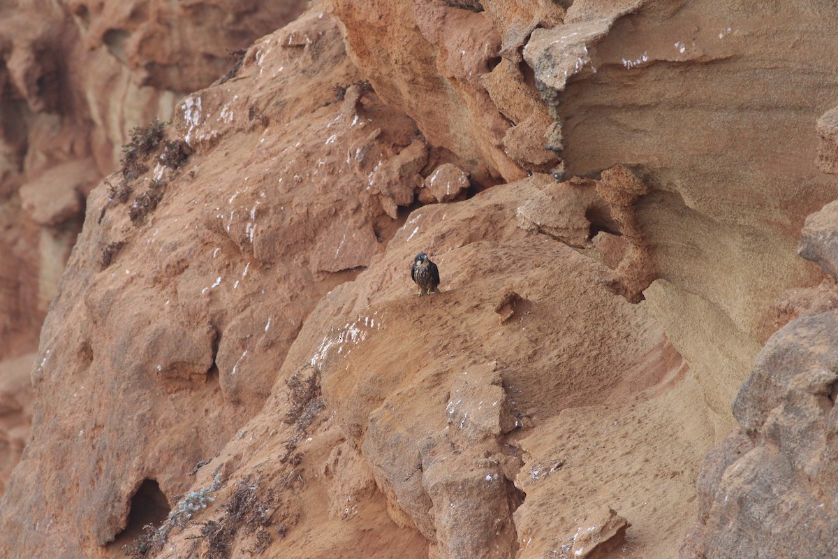 Eleonora's Falcon - ML363099691