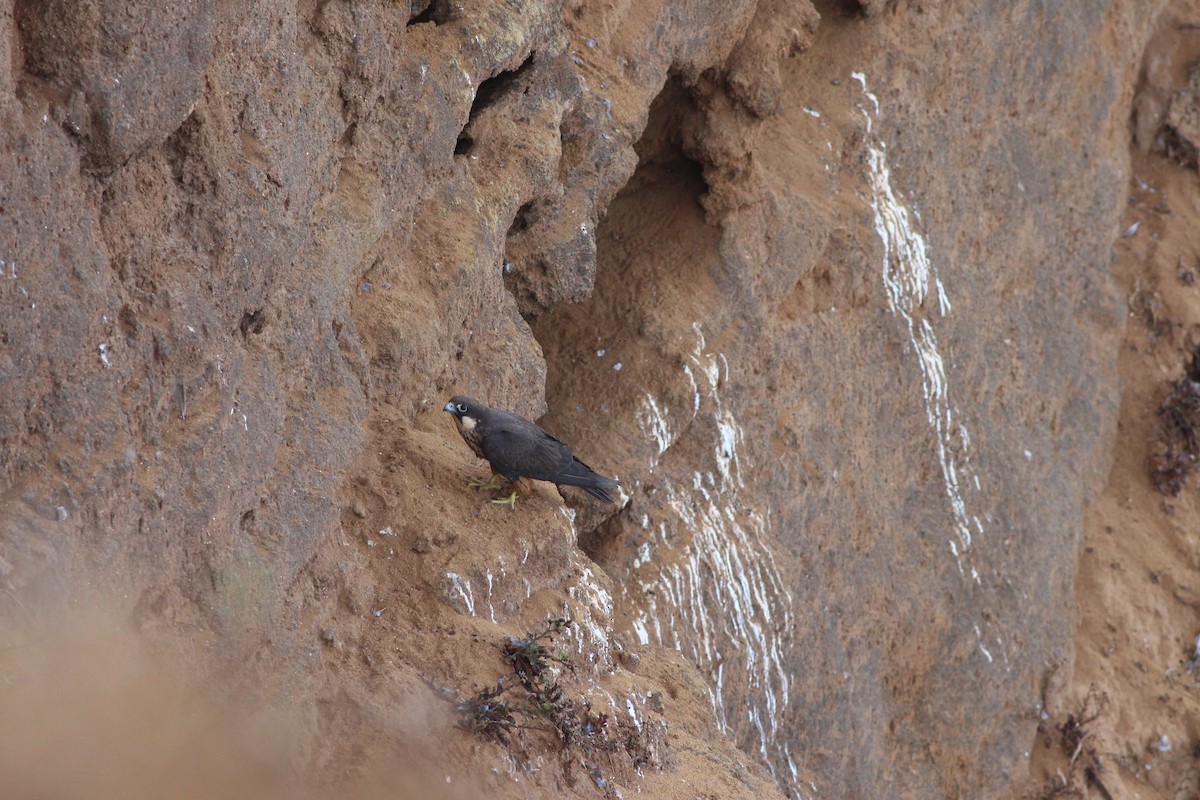 Eleonora's Falcon - ML363099701