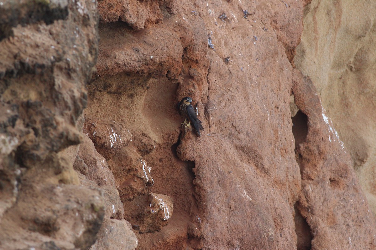 Eleonora's Falcon - ML363099761