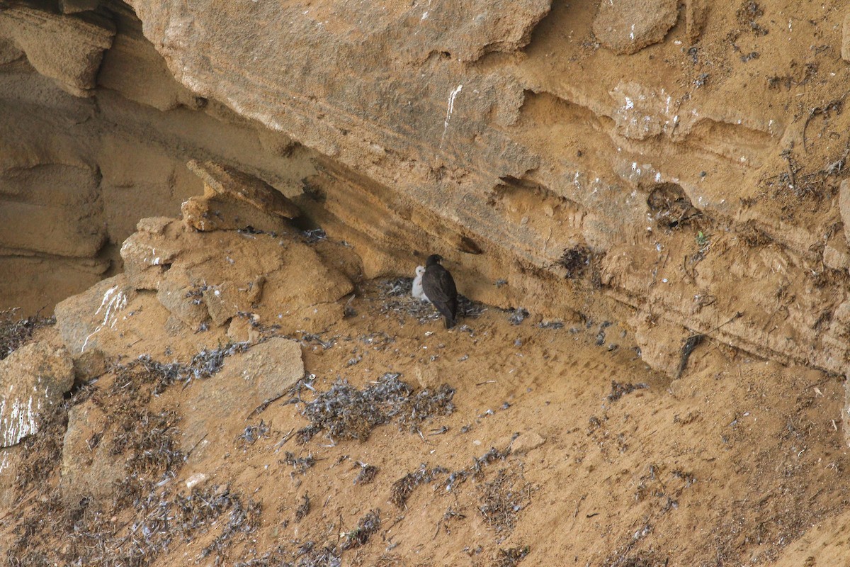 Eleonora's Falcon - ML363099781