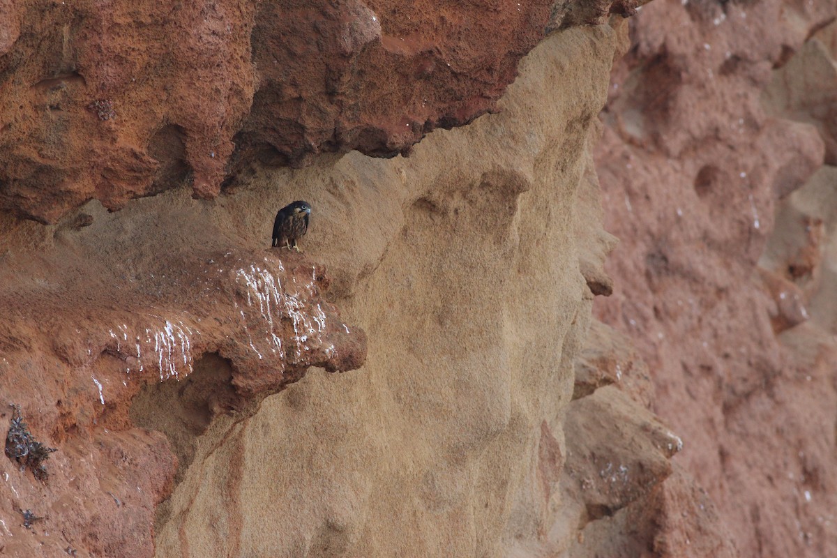 Eleonora's Falcon - ML363099811